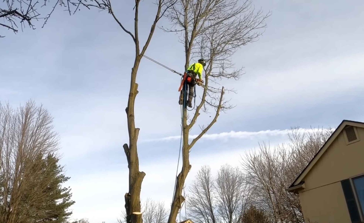 Certified arborist climbing tree for safe removal in Menifee CA