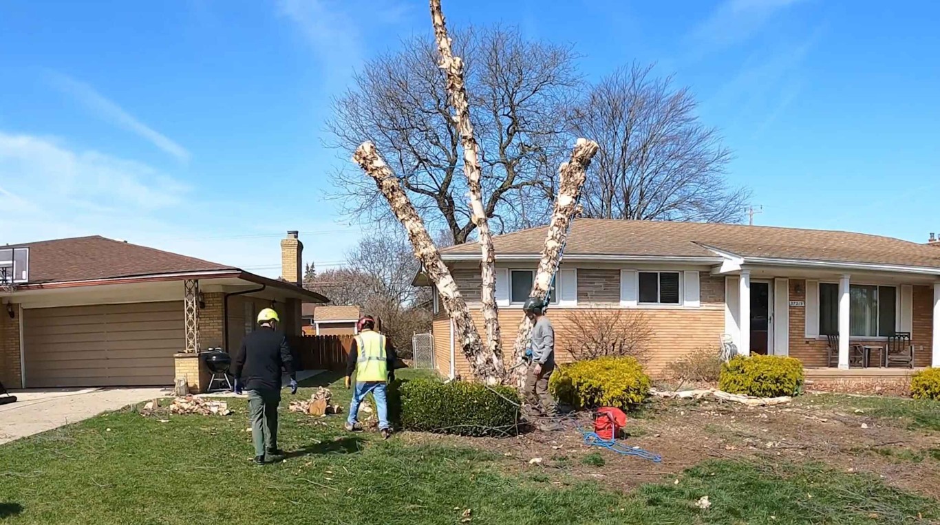 Residential tree removal and shrub trimming services in Menifee CA